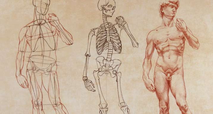 Body Anatomy Drawing Picture