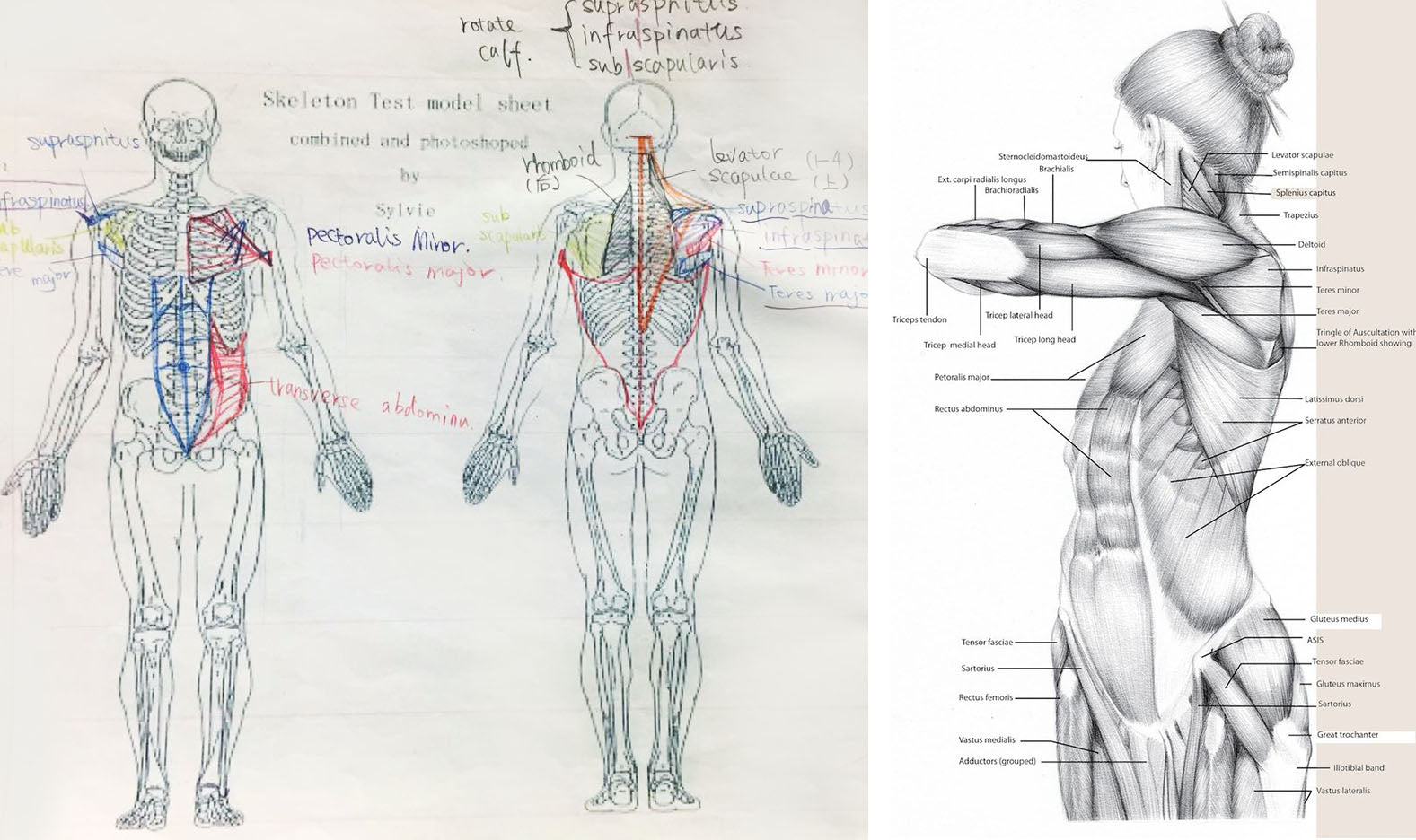 Body Anatomy Drawing Sketch