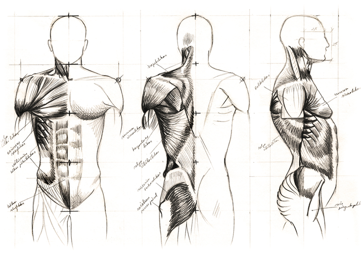 Body Anatomy Drawing