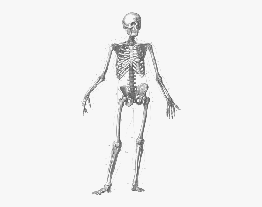 Body Figure Drawing Image