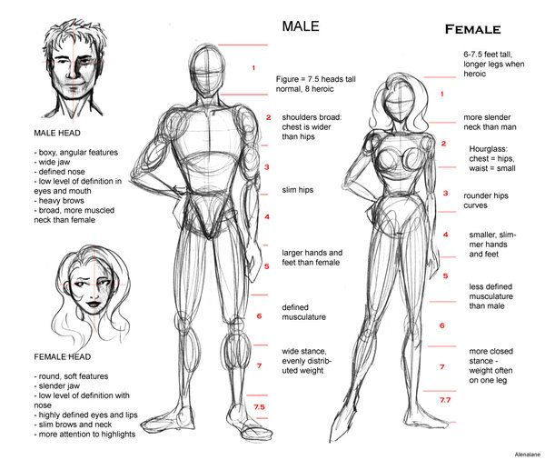 Body Proportions Art Drawing