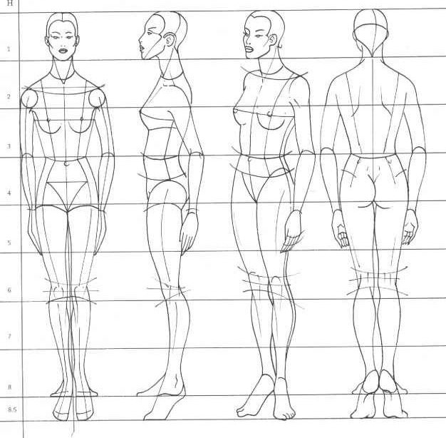 Body Proportions Drawing High-Quality