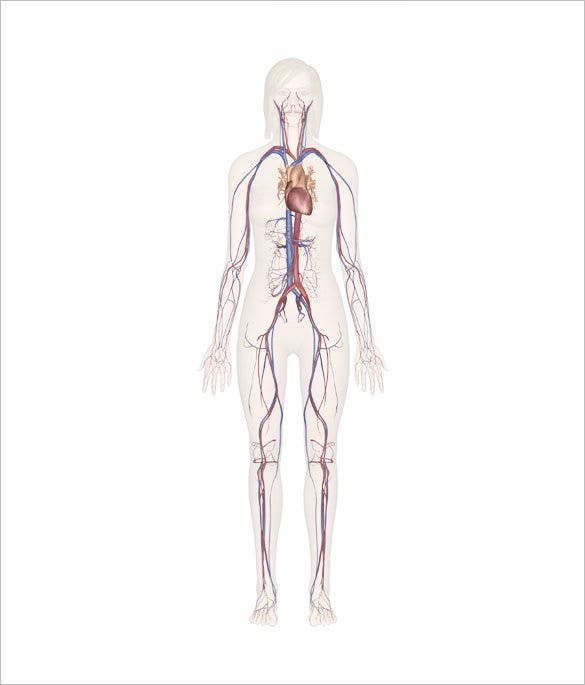 Body Template Drawing Image