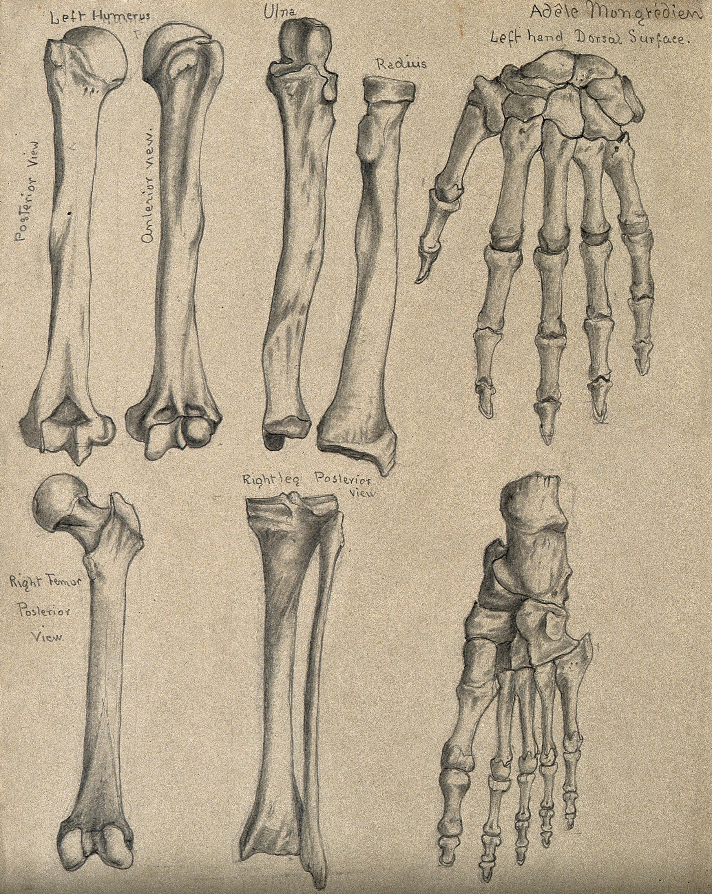 Bone Drawing Photos