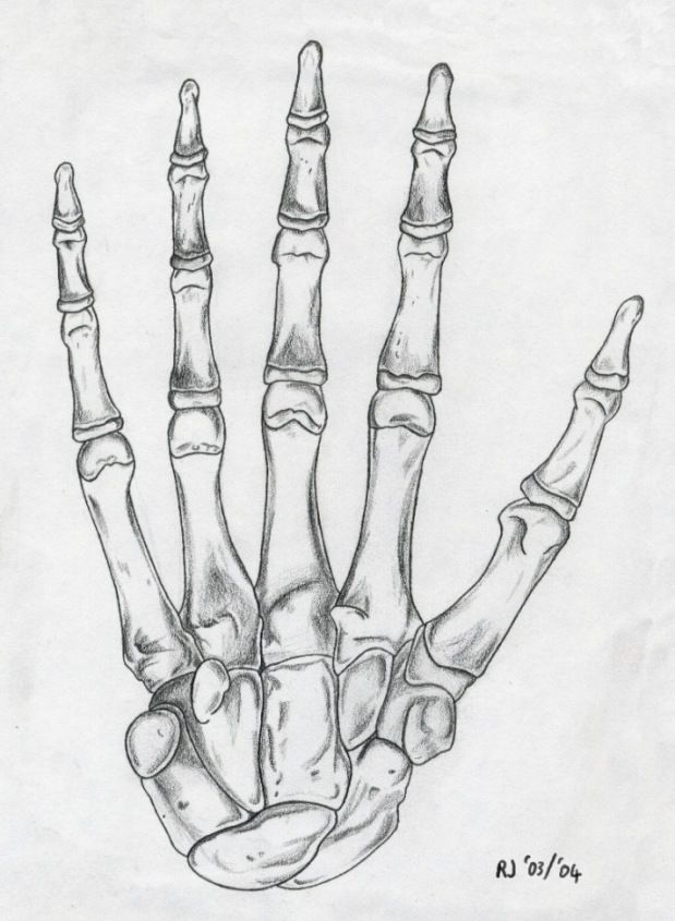 Bone Hand Drawing Amazing