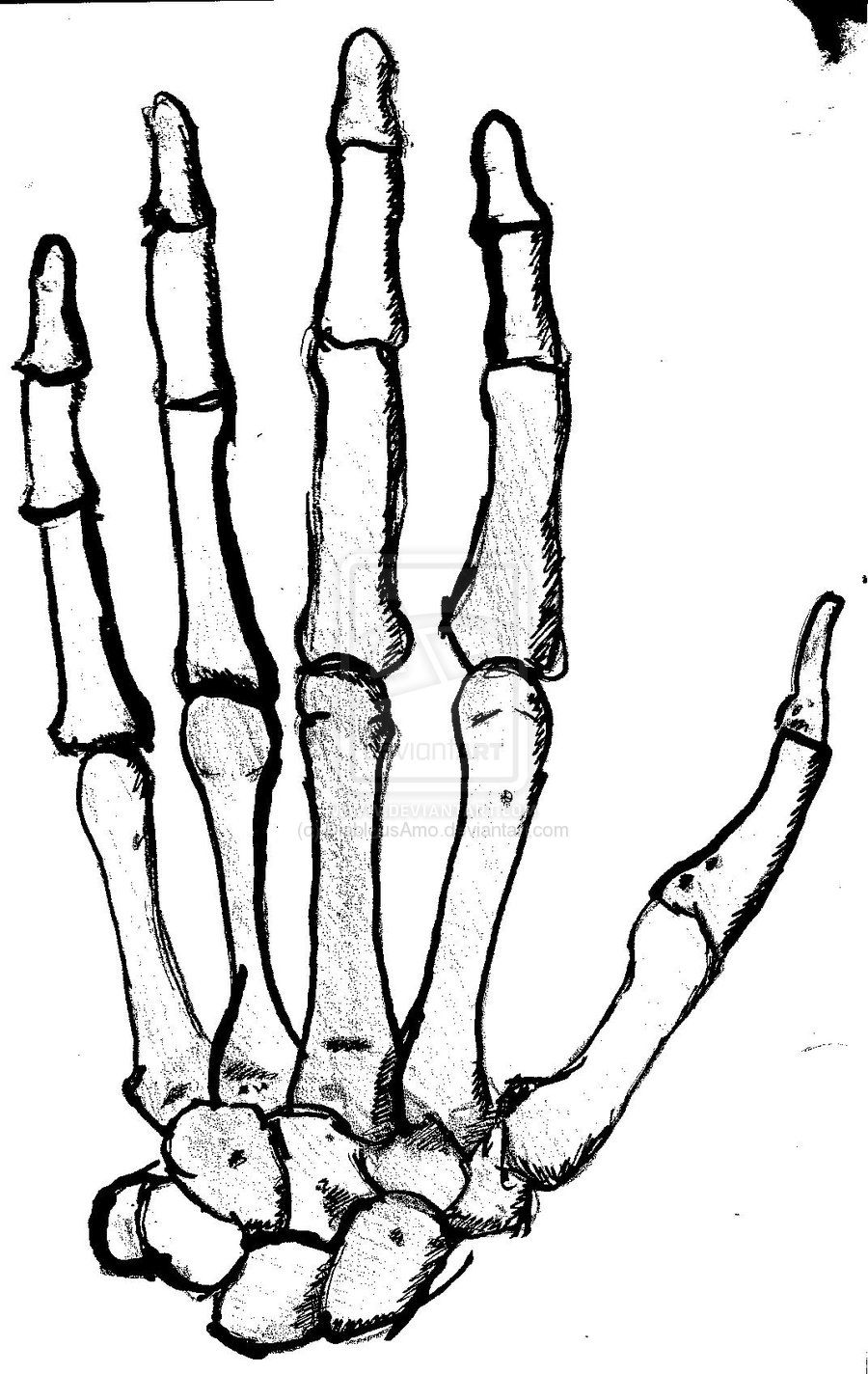 Bone Hand Drawing Beautiful Image
