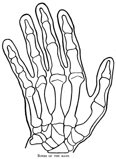 Bone Hand Drawing Image