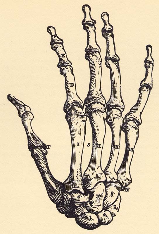 Bone Hand Drawing Images