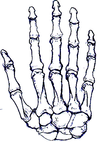 Bone Hand Drawing Pic