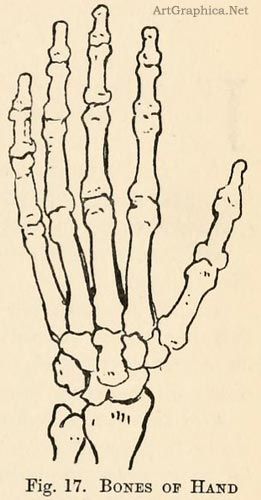 Bone Hand Drawing Realistic