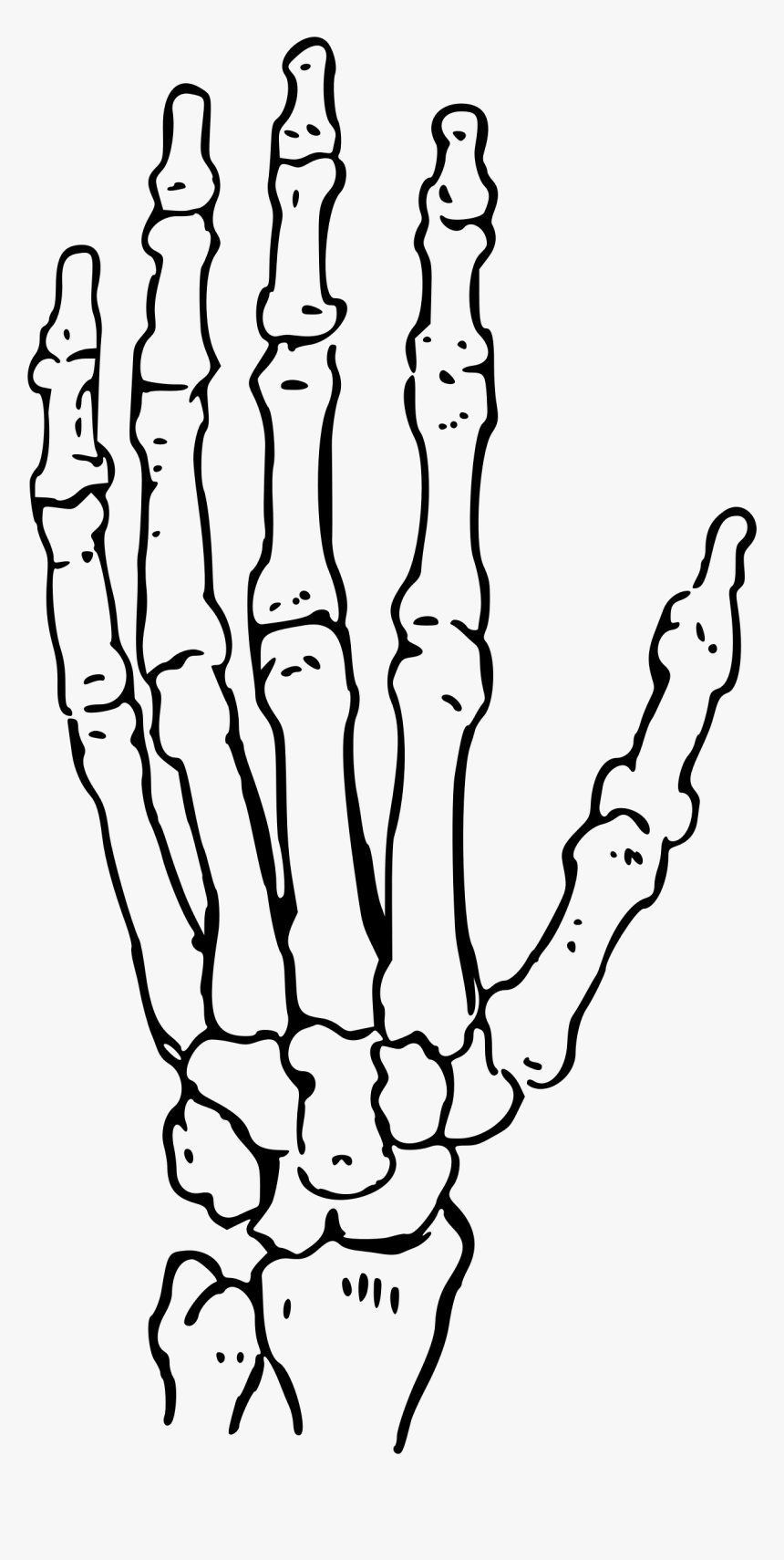 Bone Hand Drawing