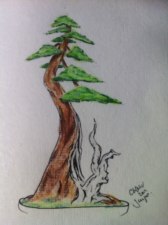 Bonsai Tree Art Drawing