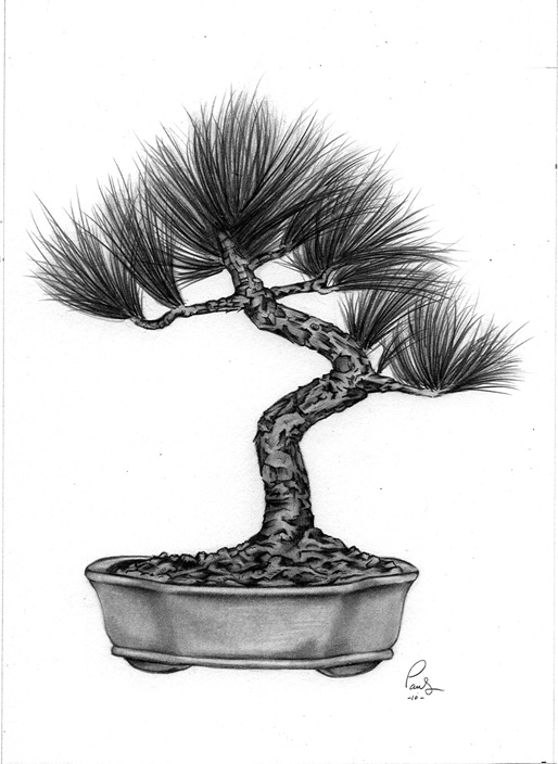Bonsai Tree Drawing Beautiful Art