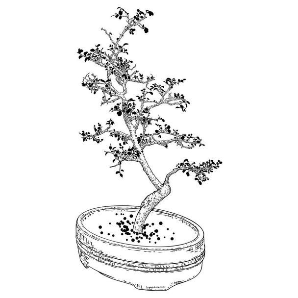 Bonsai Japanese tree growing in pot and container. Drawing from