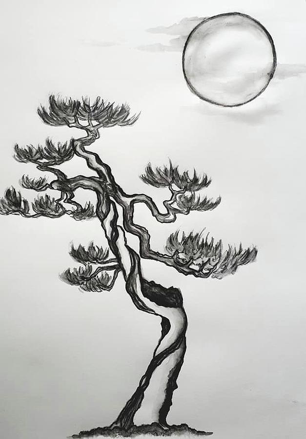 Bonsai Tree Drawing Photo
