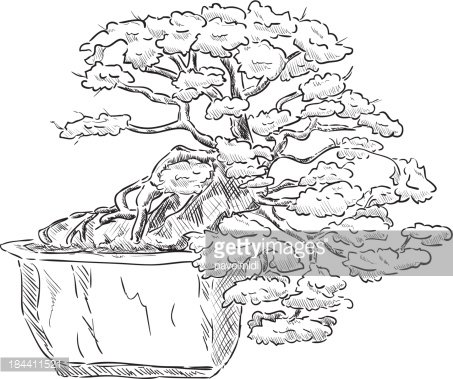 Bonsai Tree Drawing Photos