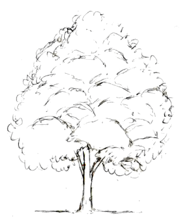 Bonsai Tree Drawing Pics