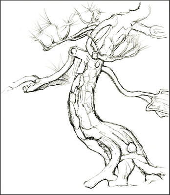 Bonsai Tree Drawing Pictures