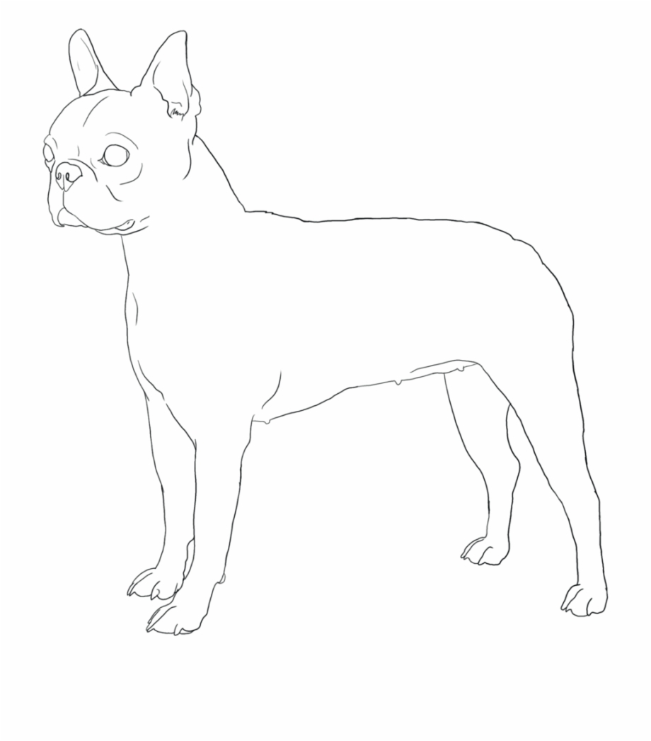 Boston Terrier Art Drawing
