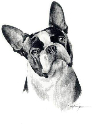 Boston Terrier Drawing Amazing