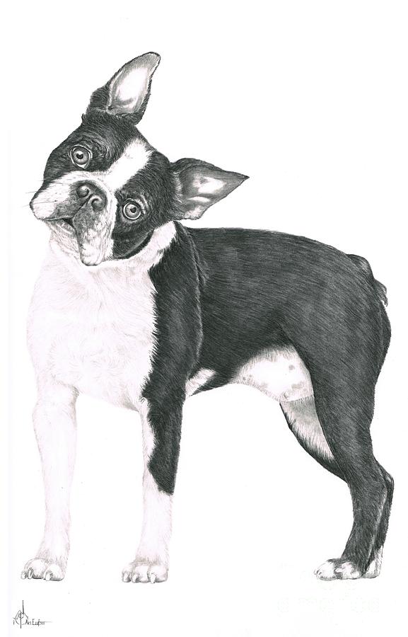 Boston Terrier Drawing Art