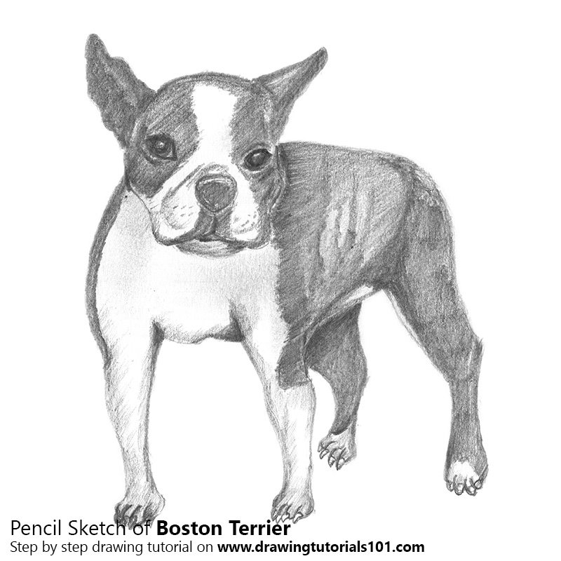 Boston Terrier Drawing Beautiful Image