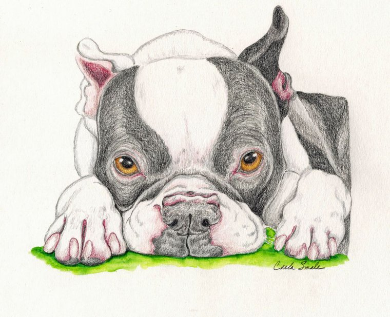 Boston Terrier Drawing High-Quality