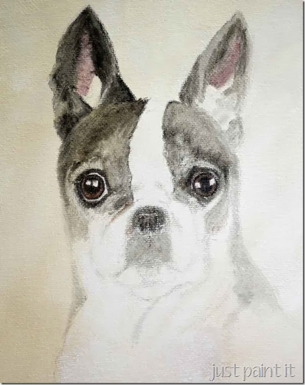 Boston Terrier Drawing Images
