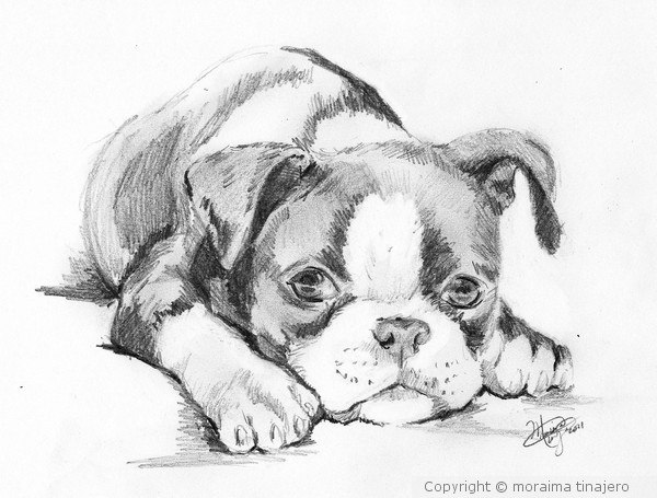 Boston Terrier Drawing Photo