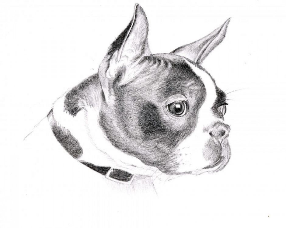 Boston Terrier Drawing Pic