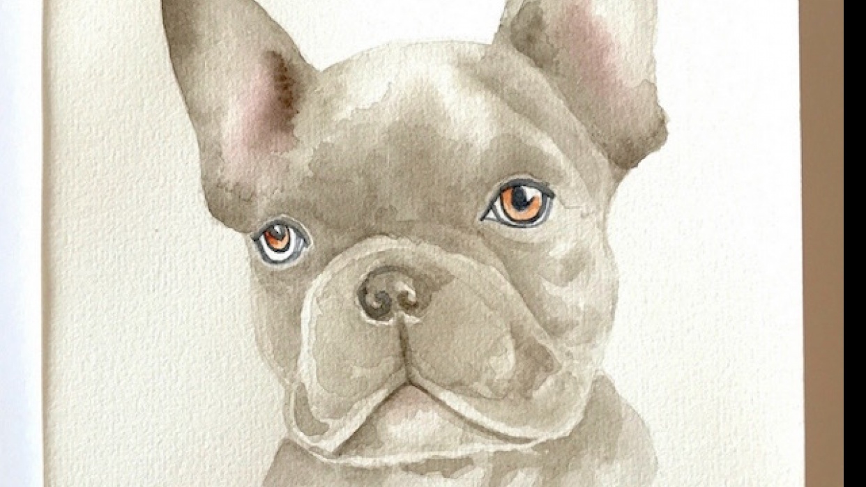 Boston Terrier Drawing Pics