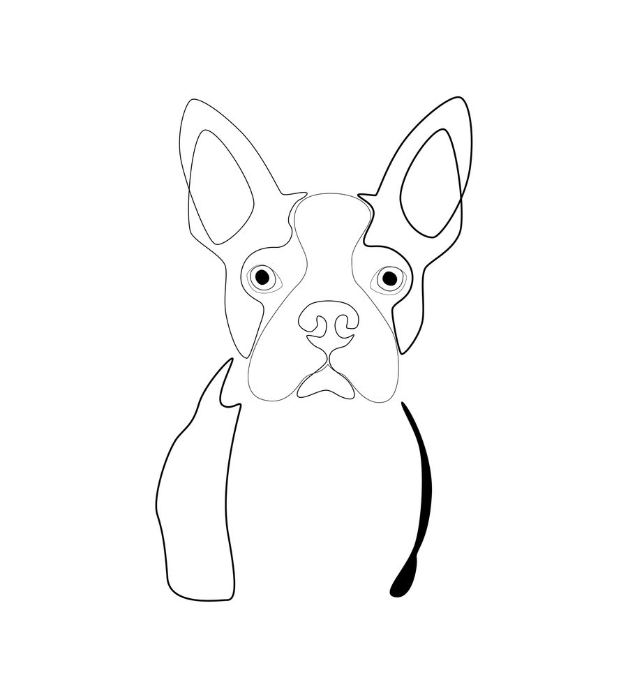 Boston Terrier Drawing Picture