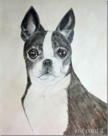 Boston Terrier Drawing Pictures Drawing Skill 