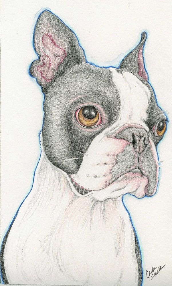 Boston Terrier Drawing Realistic