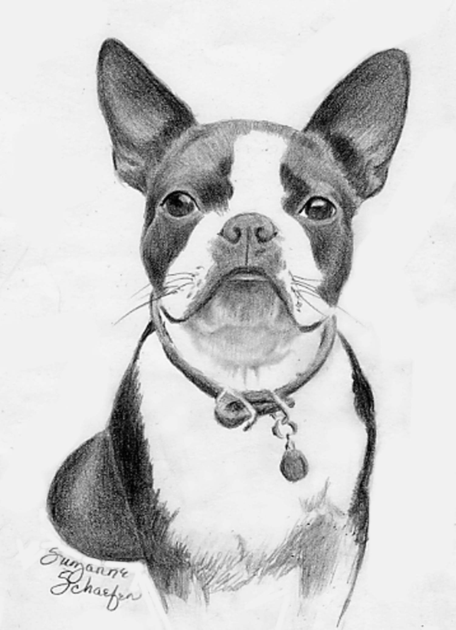 Boston Terrier Drawing Sketch