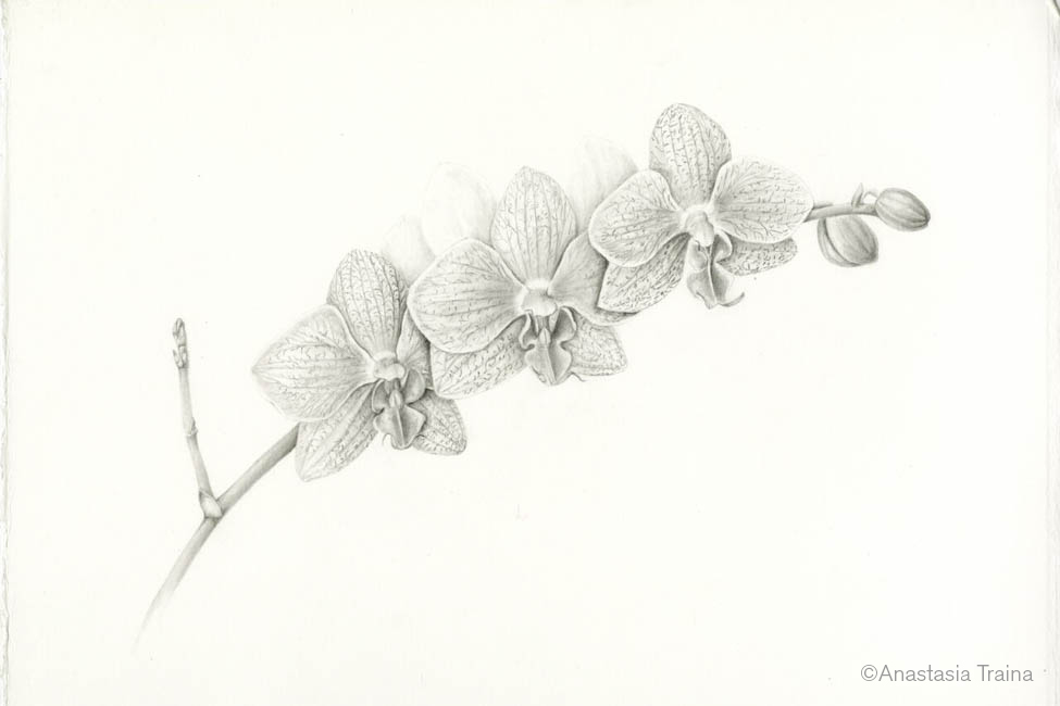 Botanical Best Drawing
