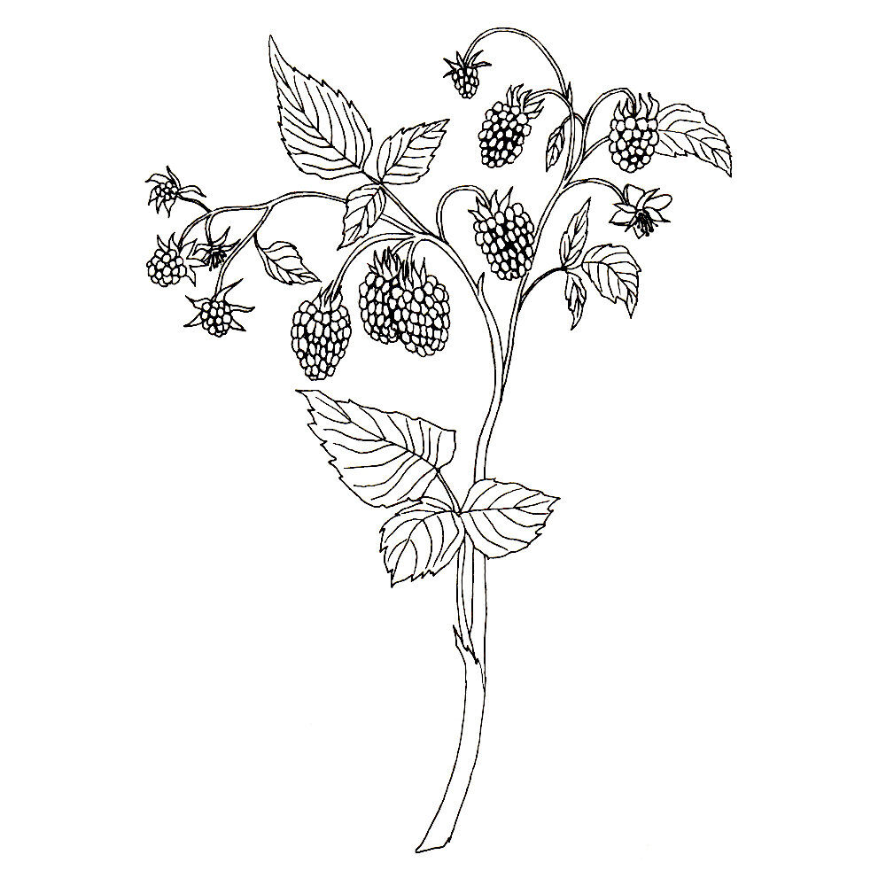 Botanical Drawing Sketch