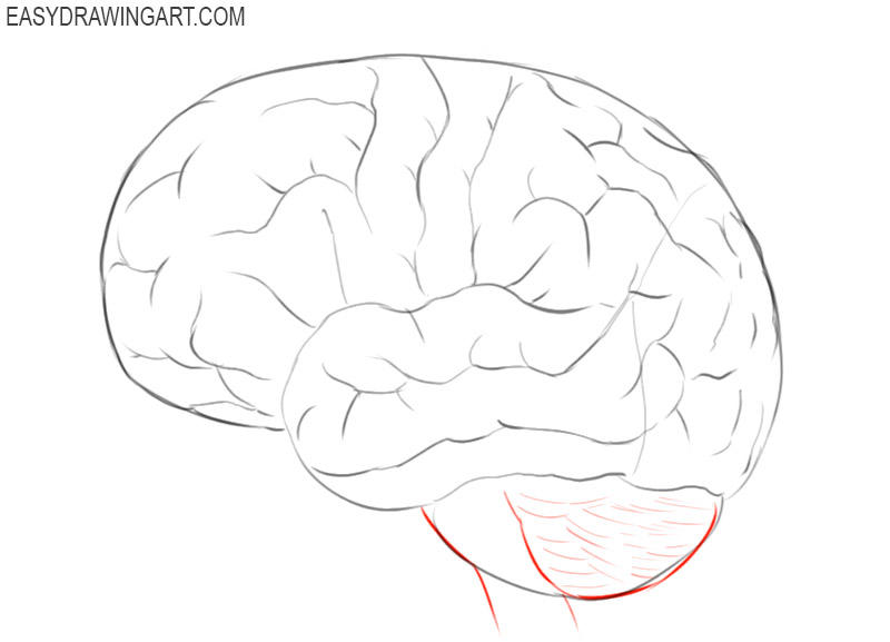 Brain Simple Drawing Beautiful Image