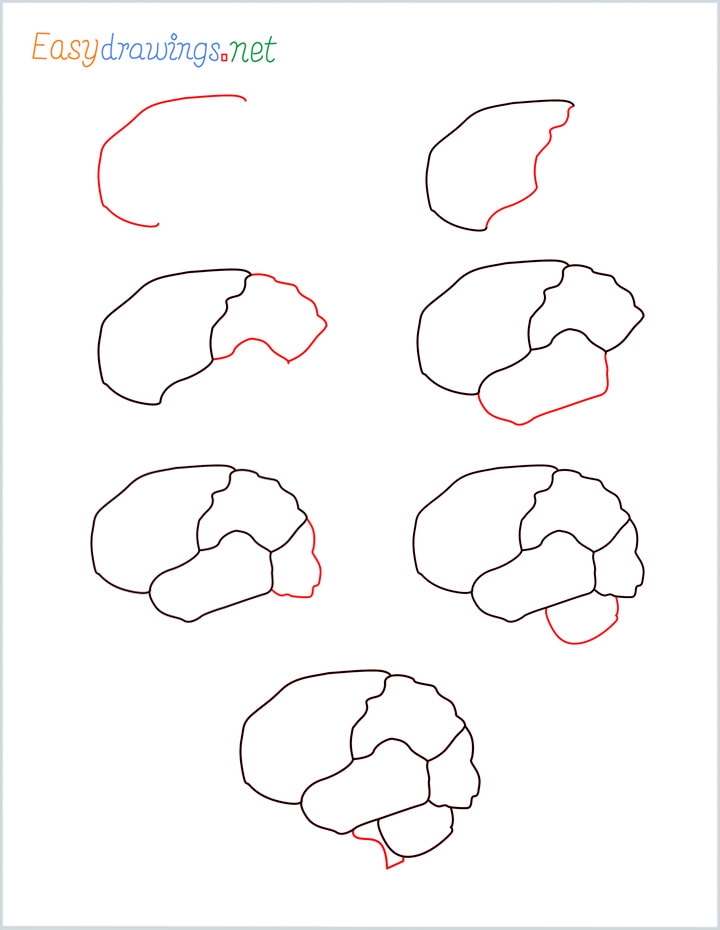 Brain Simple Drawing Pic