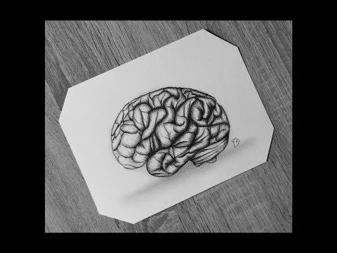 Brain Simple Drawing Realistic