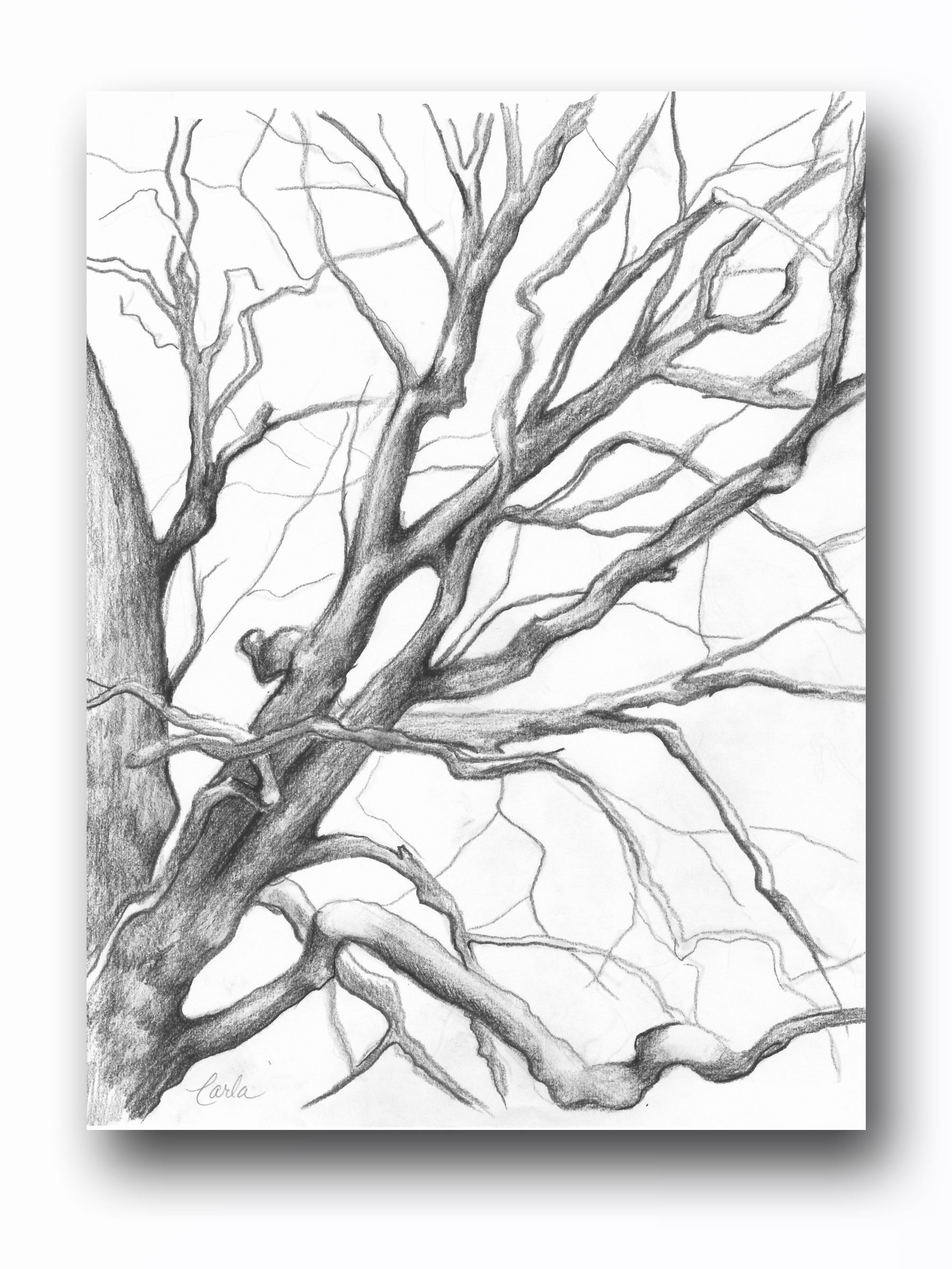Branches Drawing Beautiful Art
