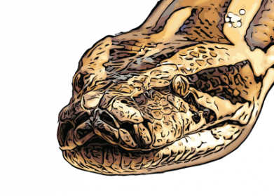 Burmese Python Drawing Pic - Drawing Skill