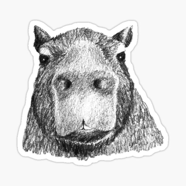 Capybara Art Drawing