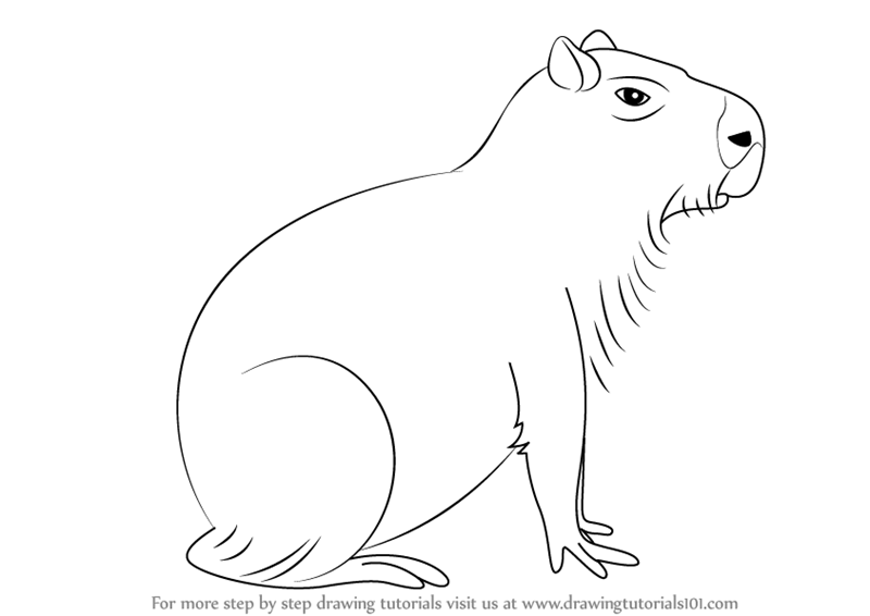 Capybara Drawing Amazing