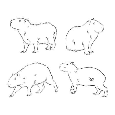 Capybara Drawing Beautiful Art