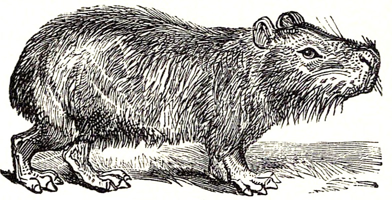 Capybara Drawing Beautiful Image