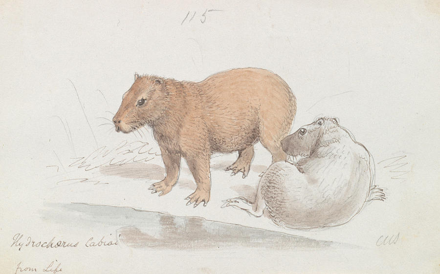 Capybara Drawing Image