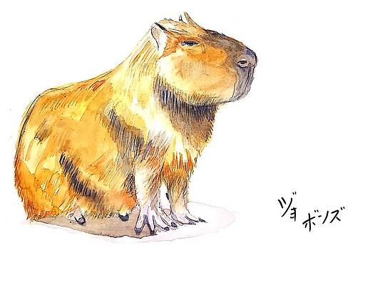 Capybara Drawing Images