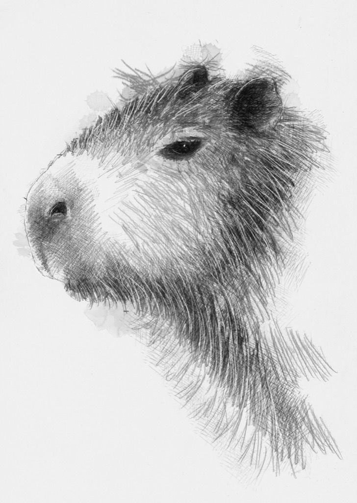 Capybara Drawing Photo