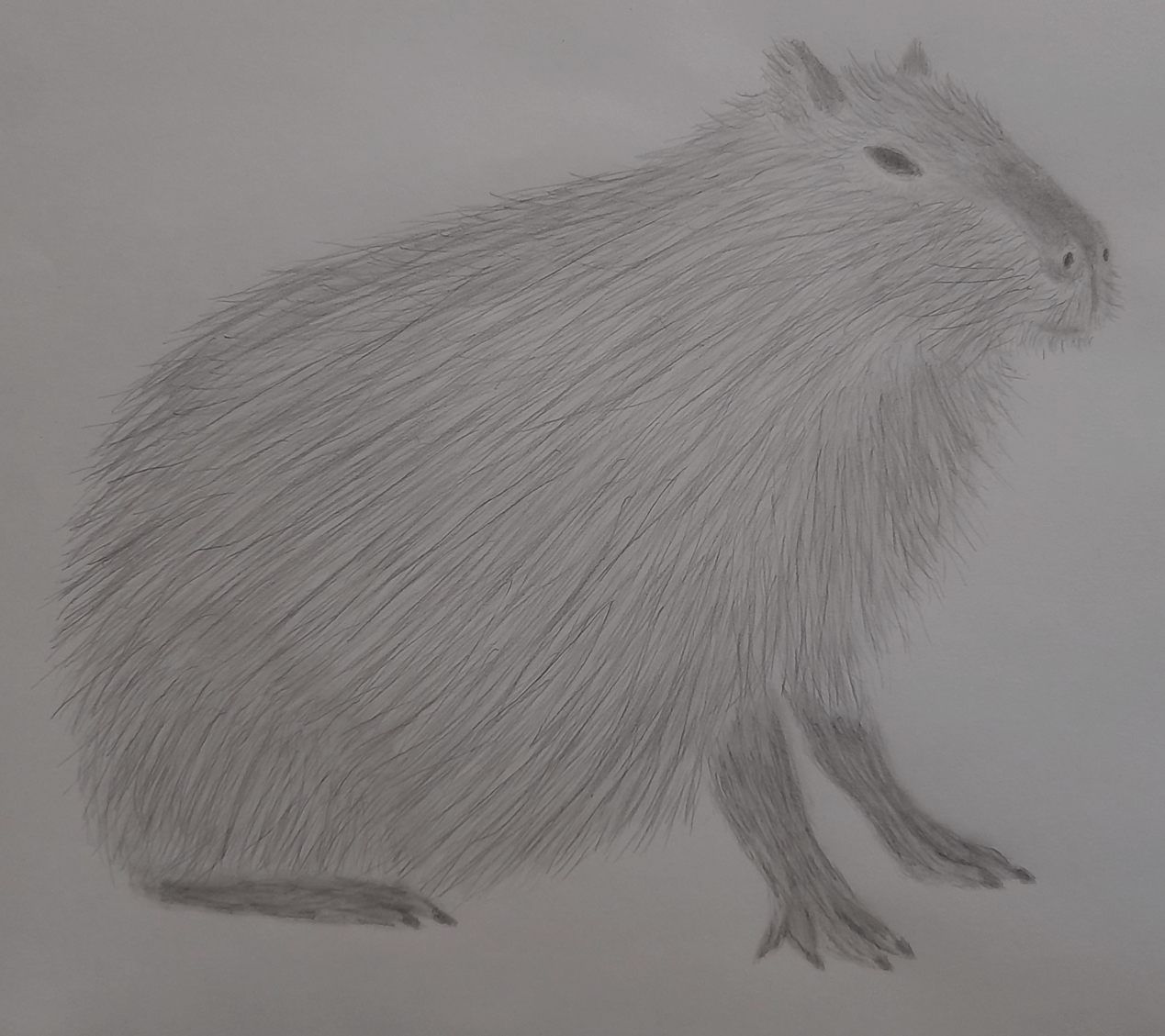 Capybara Drawing Pics
